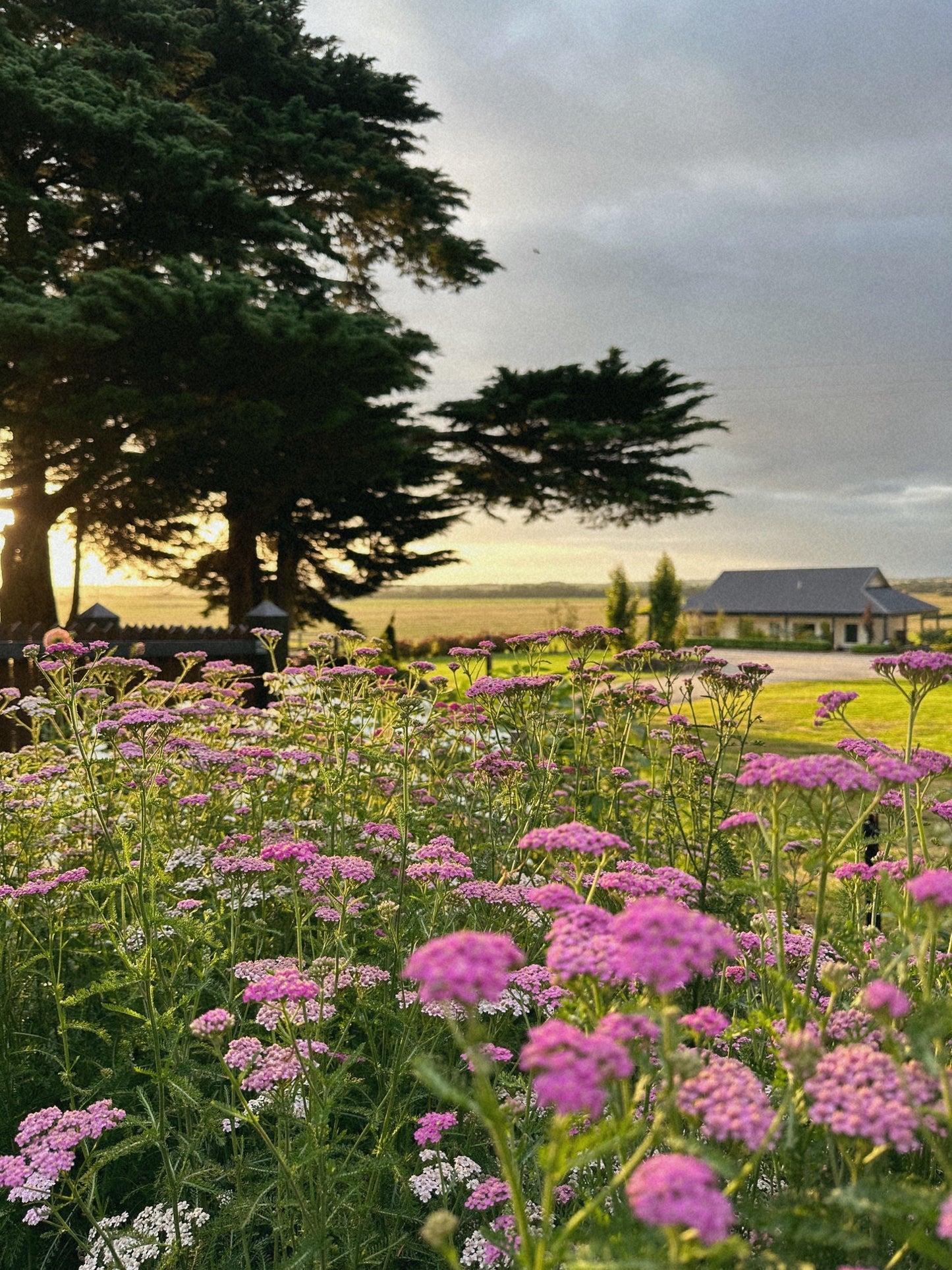 Yarrow Cerise Queen