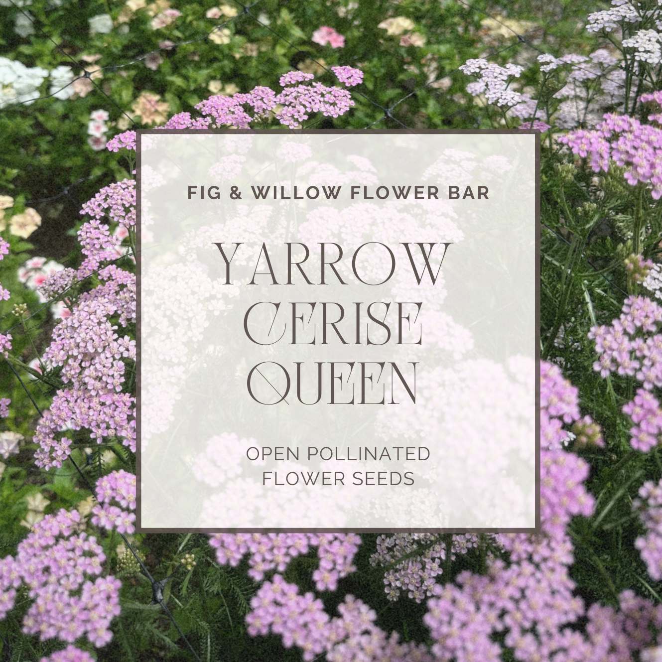 Yarrow Cerise Queen