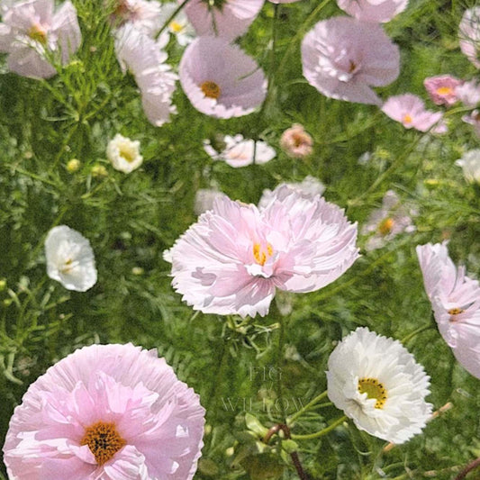 Cosmos Cupcakes Mix