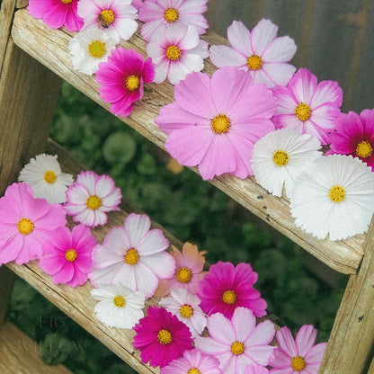 Cosmos Fairy Meadows Wildflower Seed Mix