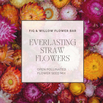 Strawflower Tall Mix