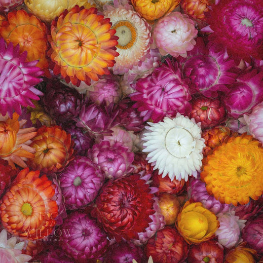 Strawflower Tall Mix