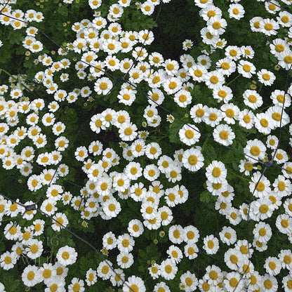 Feverfew Daisy