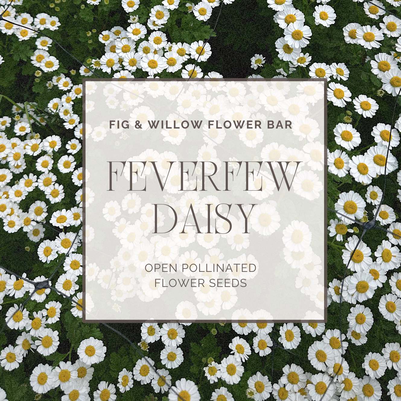 Feverfew Daisy