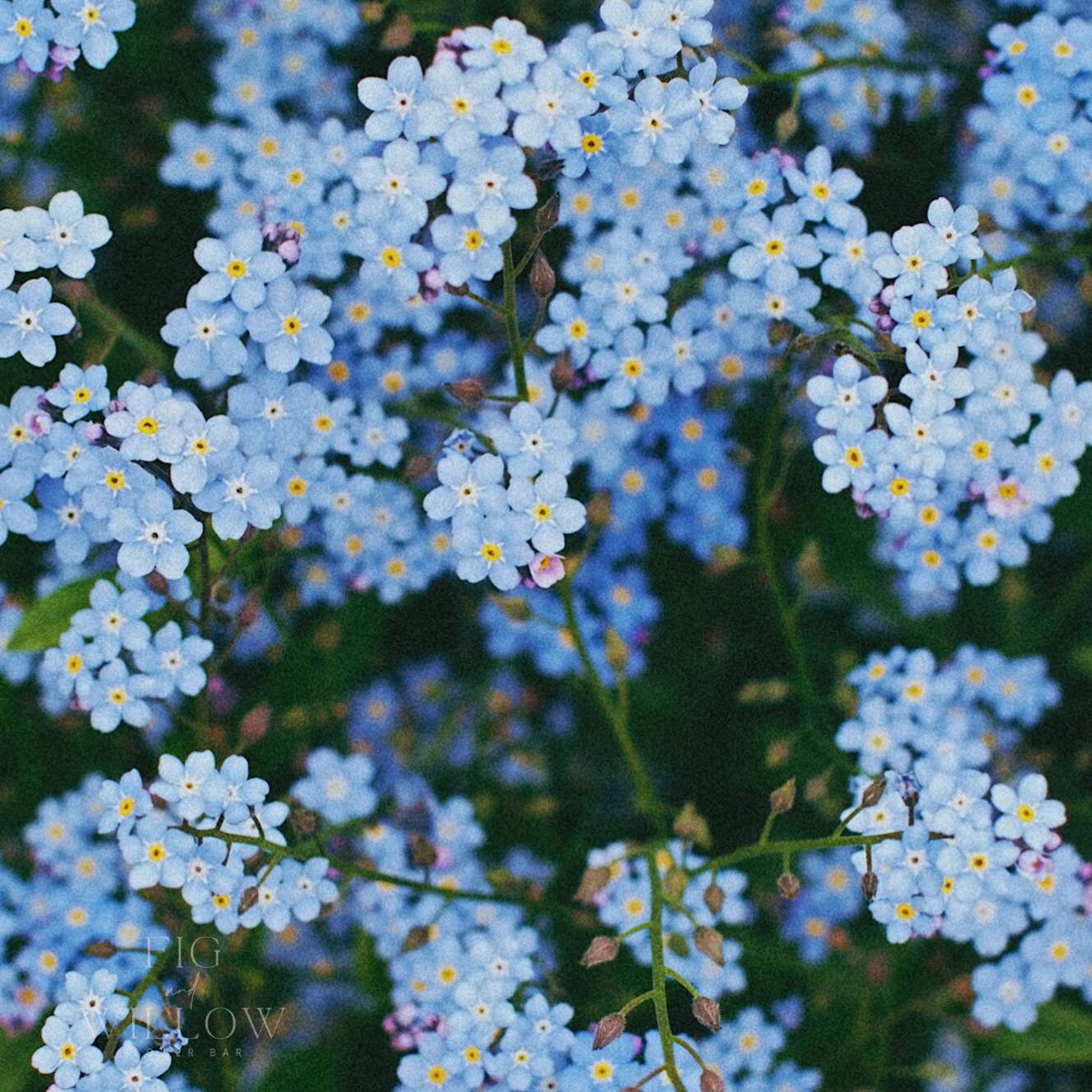 Forget me nots - Indigo Blue