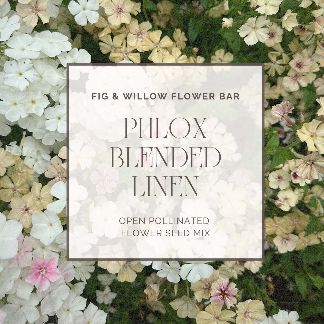 Phlox Blended Linen