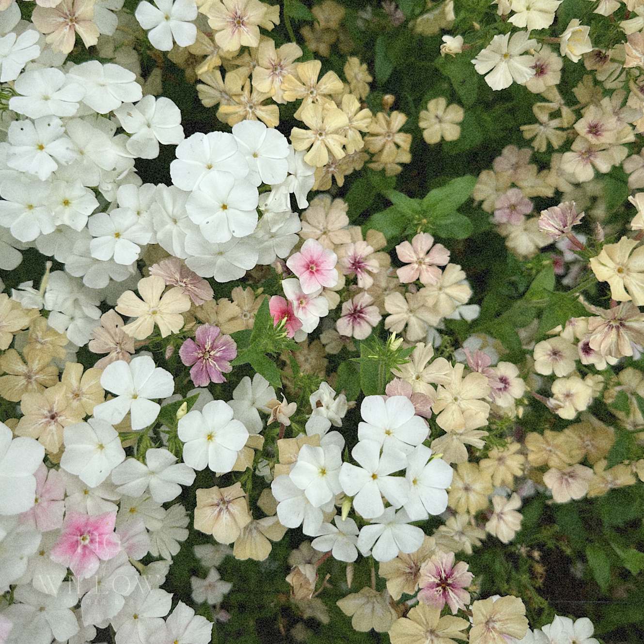 Phlox Blended Linen