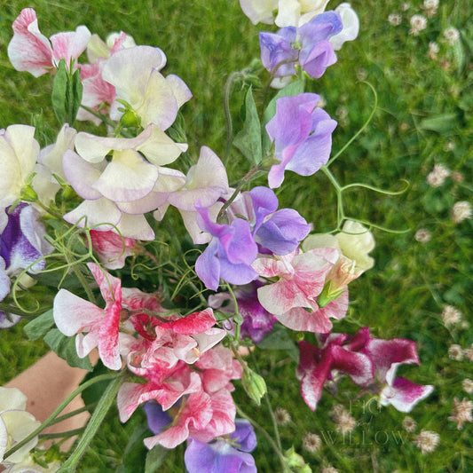 Sweet Pea Mix