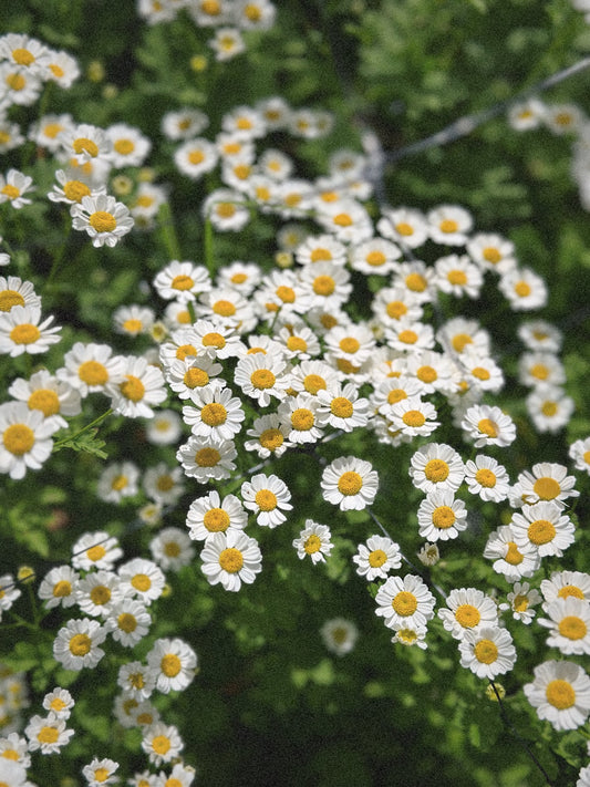 Feverfew Daisy