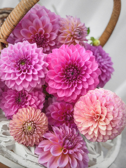 Dahlia Seeds - Pink Mix