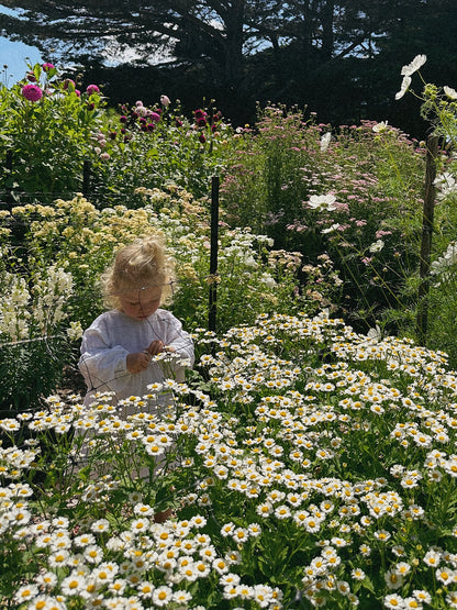 Feverfew Daisy