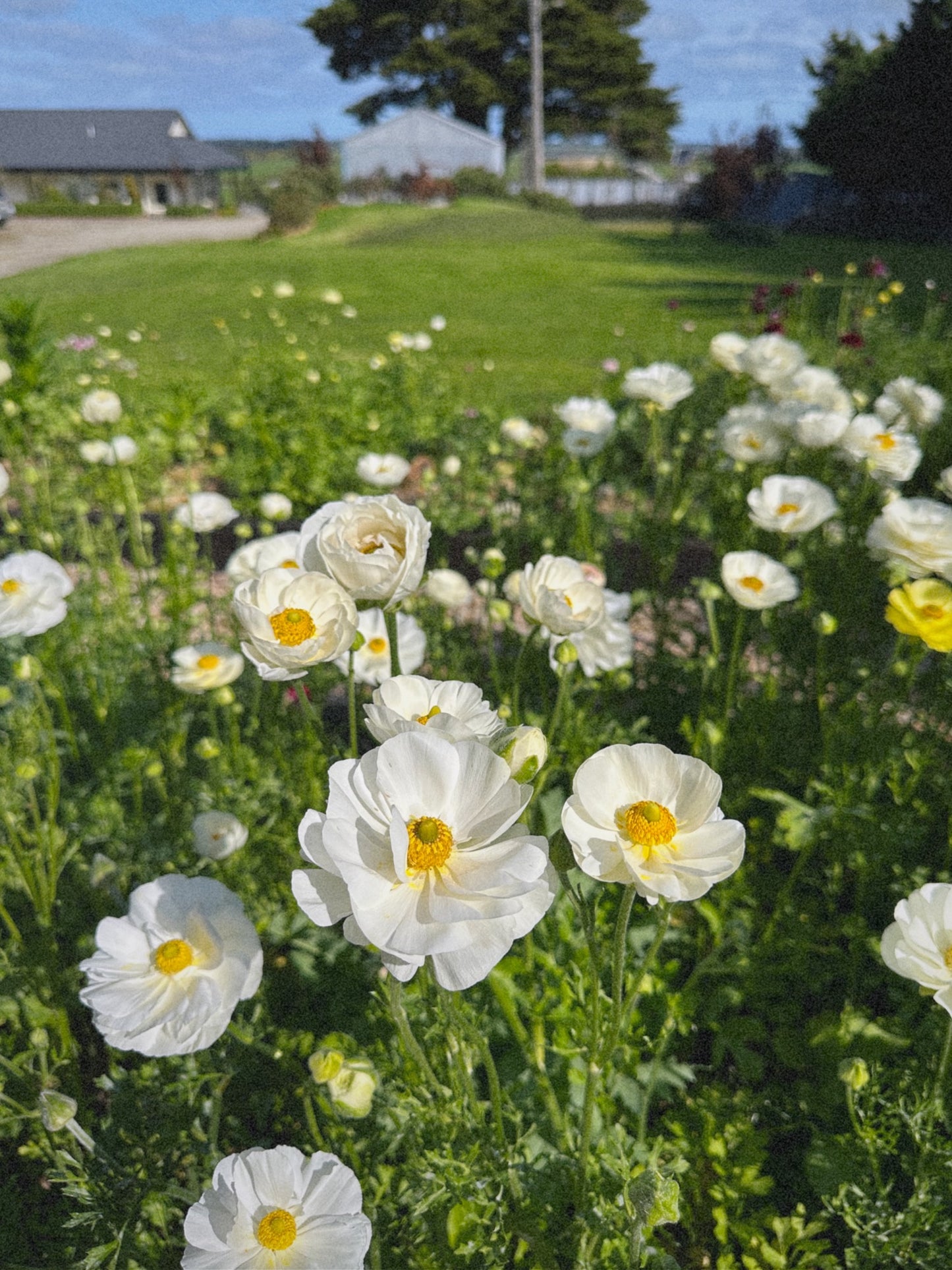 Ranunculus Single Whites