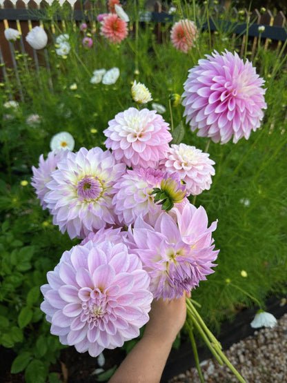 Dahlia Seeds - Lilac Blush Mix