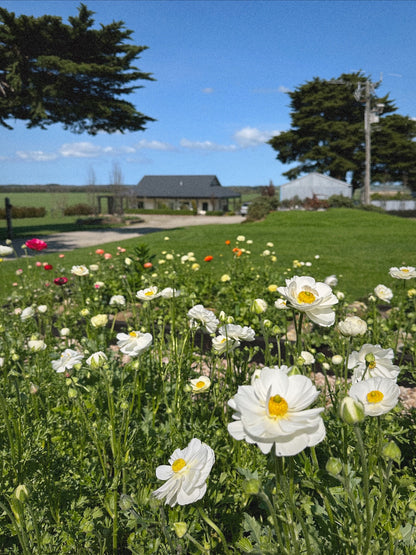 Ranunculus Single Whites