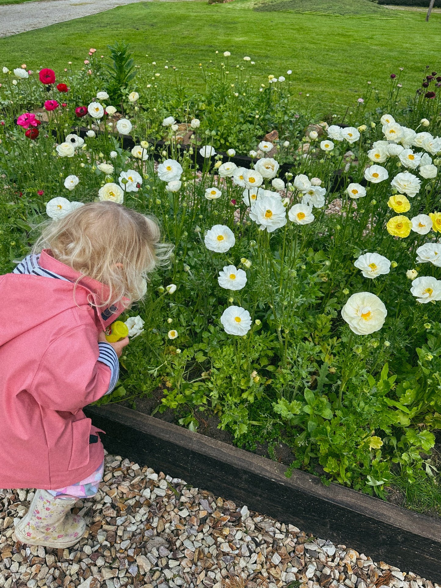 Ranunculus Single Whites