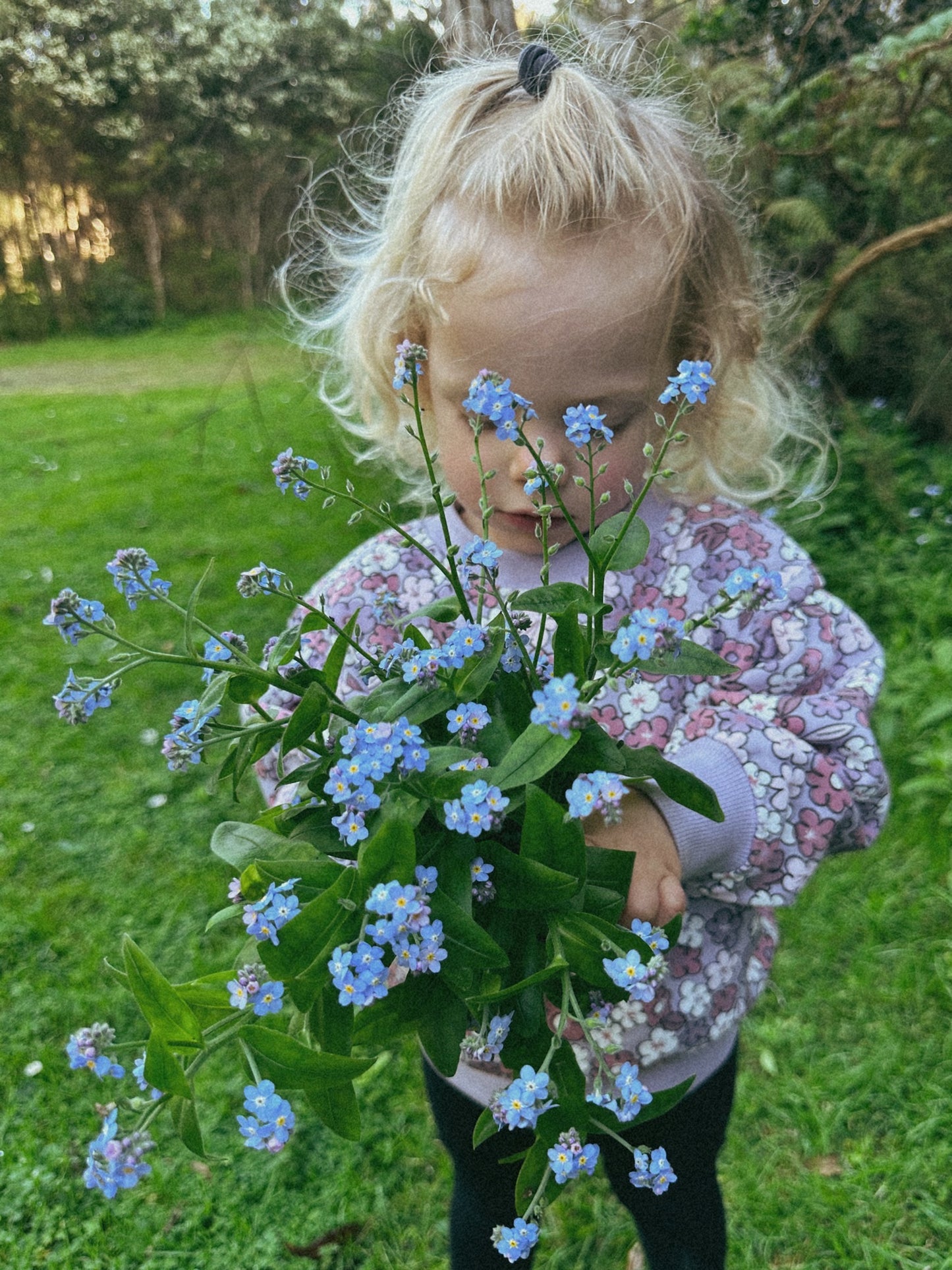 Forget me nots - Indigo Blue