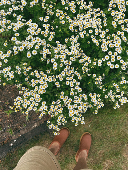 Feverfew Daisy