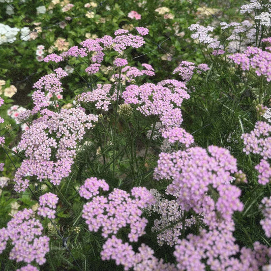 Yarrow Cerise Queen