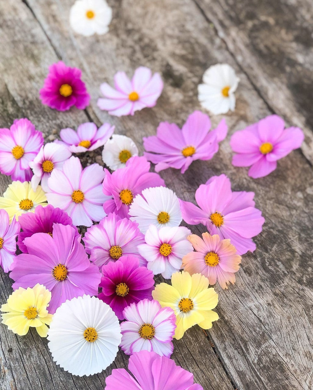 Cosmos Fairy Meadows Wildflower Seed Mix