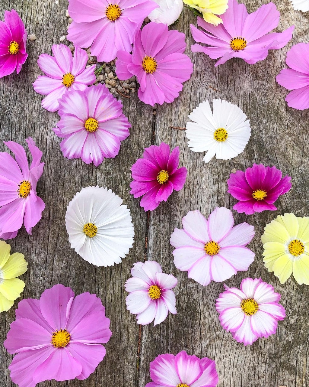 Cosmos Fairy Meadows Wildflower Seed Mix