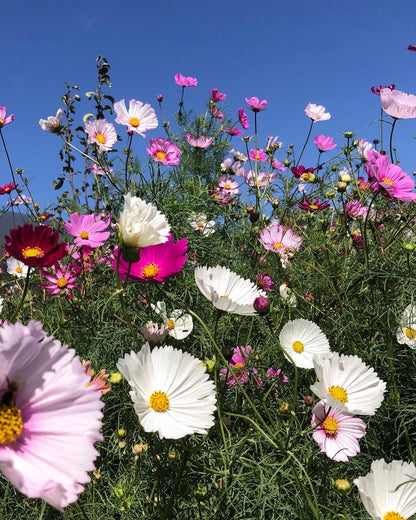 Cosmos Fairy Meadows Wildflower Seed Mix