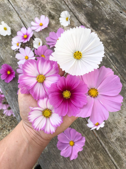 Cosmos Fairy Meadows Wildflower Seed Mix