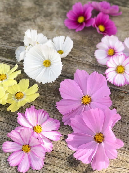 Cosmos Fairy Meadows Wildflower Seed Mix