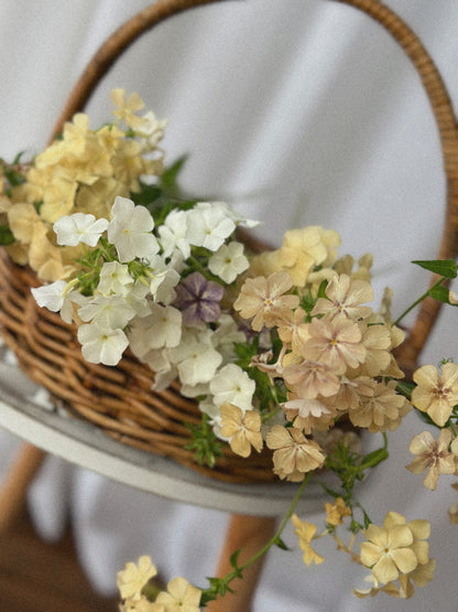 Phlox Blended Linen